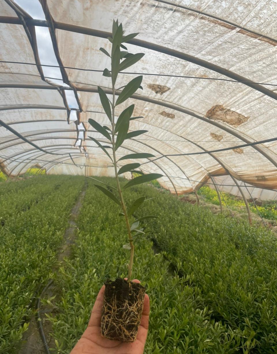 شجرة الزيتون اربوزنة (وعاء)